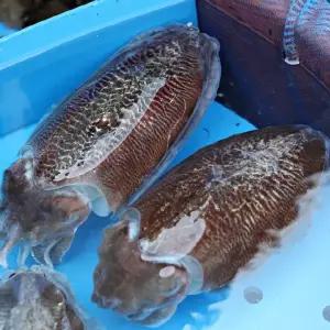 국내산 대왕 활 갑오징어 1kg 2-4미 생물 오징어