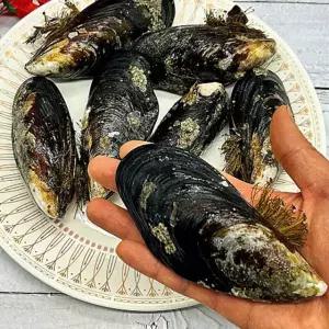 제철 자연산 중대 담치 섭 홍합 2kg