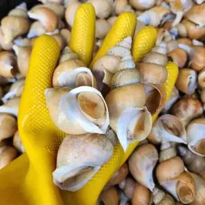 포항 생물 백고동 백골뱅이 소 1KG ( 40-50미내외)