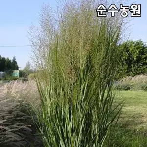 파니쿰 모종(노스윈드) 7치포트 1개/그라스/다년초/조경수