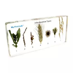 ALOHA-STORE 과학실험 표본꽃부리 화서 식물표본