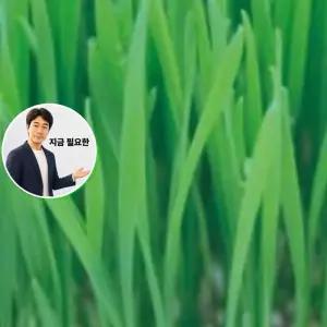 지금 필요한 채소 종자 새싹 새싹전용 씨앗 600g 키우기 야채 씨