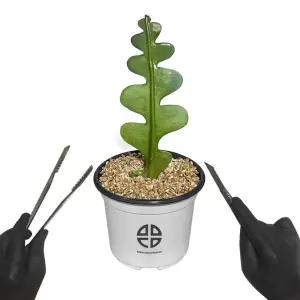 사막에 사는 식물 관찰 실험용 피쉬본 선인장 자르기 실험 키트 [BVB29149]