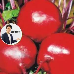 지금 필요한 비트 콜라비 우량종 식용 야채 씨앗 종자 채소 200g 이탈리안파슬리