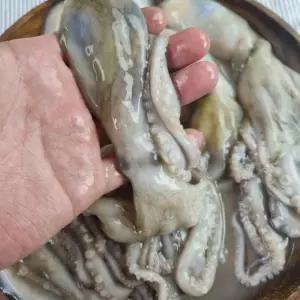냉동 낙지 6미