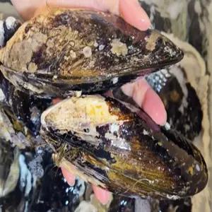 [맛] 바다향 동해부인 자연산 섭4KG 20미내외 머구리