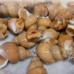 포항 자연산 생물 백골뱅이 1kg 백고동 생골뱅이