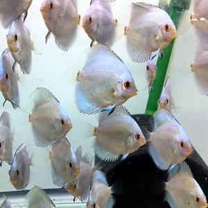 [M] 블루 다이아몬드 디스커스 (5cm 전후) 2마리