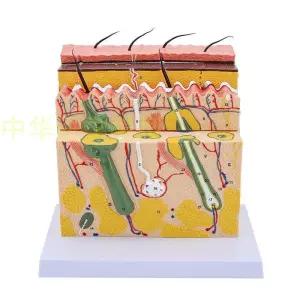조직 피부모형 해부 단면 모낭 두피 구조 확대 교구 병원 피부과 해면 의료용 교육