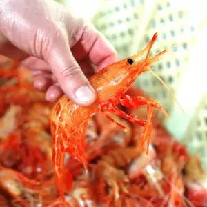당일조업 진짜 독도 근해 활 독도새우 500g 꽃 닭 도화 새우 횟감용