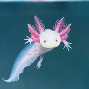 화이트핑크 우파루파 3cm 전후