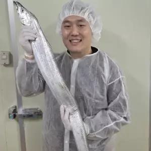 제주농바니 제주 당일경매 손질 은갈치 특대 4지 생물 자연산