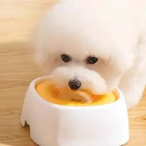 (다올)고양이 물그릇 강아지 식기 급수기