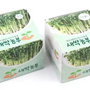 새싹농부 무순 브로콜리 새싹기르기 6개 새싹 키우기 무순 브로콜리 기르기 자연 학습 관찰 교구 단체선물