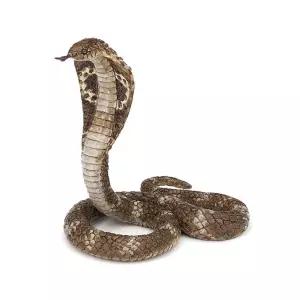 모형으로 배우는 동물피규어 킹코브라 학습백과 역할놀이 미니어쳐교구
