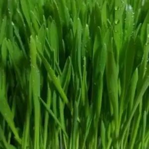 씨 새싹전용 새싹 보리 야채 채소 종자 씨앗 키우기 600g