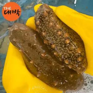 제철 통영 자연산 활 해삼 500g