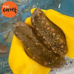 제철 통영 자연산 활 해삼 1kg