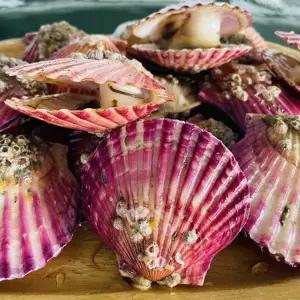 통영 제철 홍가리비 1Kg 30미 내외 당일조업 세척가리비 캠핑음식 조개구이