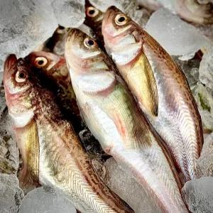 바다조아 도루묵 알도루묵 구이 찌개조림 숫 속초고성 은어 생물 급랭 반건조 직송 생선
