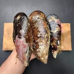 [장보리]제철 자연산 특대 담치 섭 홍합 1kg