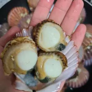 활 홍가리비 1kg