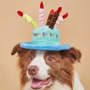 강아지생일모자 파티모자