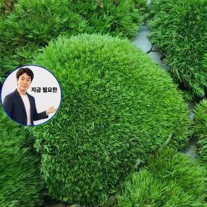 지금 필요한 분재 덩쿨 석부작 비단 식물 분경 가는털이끼 넝쿨 이끼