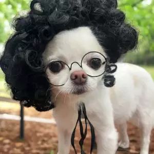 강아지가발 시선강탈 Jpar 뽀글머리 강아지 머리띠 마이콜 가발 앞
