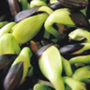 새싹전용 새싹 해바라기 야채 종자 품종 씨앗 200g