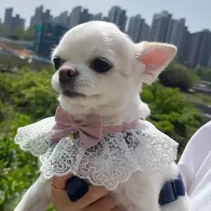 강아지 레이스 스카프 케이프 핑크 S