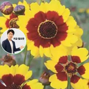 지금 필요한 씨앗판매 10000립 품종 야생화 씨앗 꽃씨 춘차국 종자
