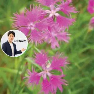 지금 필요한 꽃씨 술패랭이 야생화 5000립 씨앗 종자 품종 씨앗판매