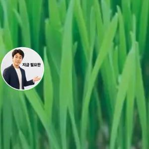 지금 필요한 키우기 새싹 야채 새싹전용 300g 채소 씨앗 종자 씨