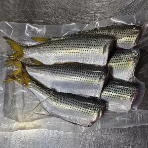 손질 횟감 통영 전어 필렛 1kg 16-24미 생물 전어 회 손질전어 햇 전어 여름전어 가을