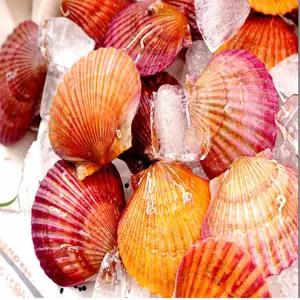 산지 통영 세척 홍가리비1kg