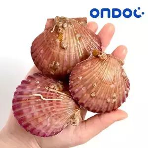 [온도씨]통영 제철 홍가리비 1kg (20미내외)