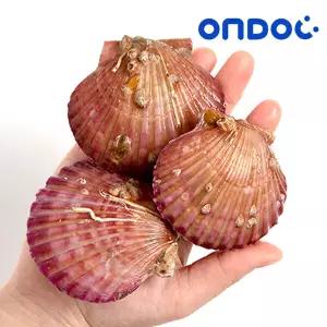 [온도씨]통영 제철 홍가리비 2kg (40미내외)