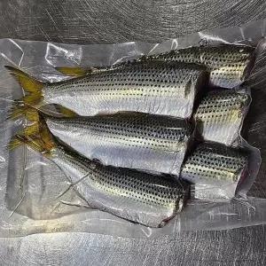 손질 횟감 통영 전어 필렛 500g 8-12미 생물 전어 회 손질전어 햇 전어 여름전어 가을전어 겨울전어