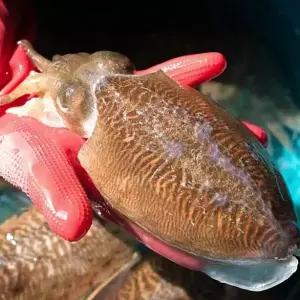 연안 생물 특대갑오징어 1kg(2~4미)