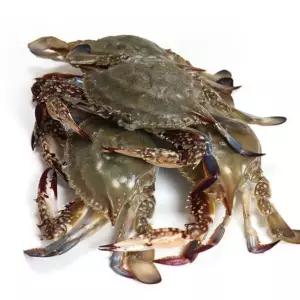 국내산 활 꽃게 1kg 4-6미 신진도 활꽃게