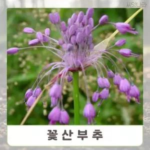 (씨앗나라) 꽃산부추 (Nodding Onion) 10립 WFN3F80
