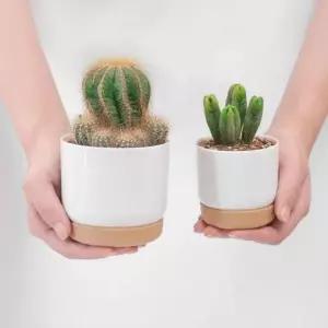 분갈이 다육 미니식물 다육이 선인장 식물 자동급수 선인장화분 화분 미니