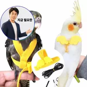 지금 필요한 발목링 하네스 반려새 산책 앵무새 리드줄