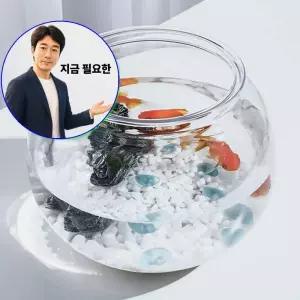 지금 필요한 알비노폴레드구피 원형 플라스틱 둥 베타 18X16cm 어항 키우기