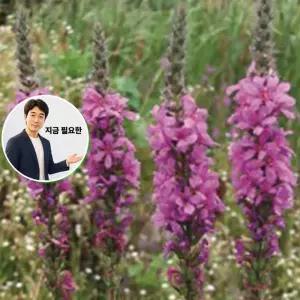 지금 필요한 품종 꽃씨 야생화 종자 부처꽃 씨앗 5만립 재래 야생화씨