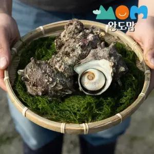 완도맘 국내산 뿔소라 1kg(5-11미) 자연산