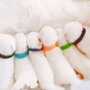 반려동물 식별 밴드 강아지 아가 목걸이 고양이 신생아 이름표 분양 용품 출산