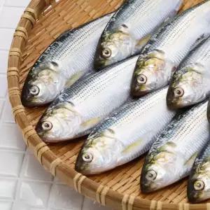 [산해직송]국내 자연산 전어 500g 구이용 급냉
