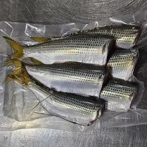 손질 횟감 통영 전어 필렛 1kg 16-24미 생물 전어 회 손질전어 햇 전어 여름전어 가을전어 겨울전어
